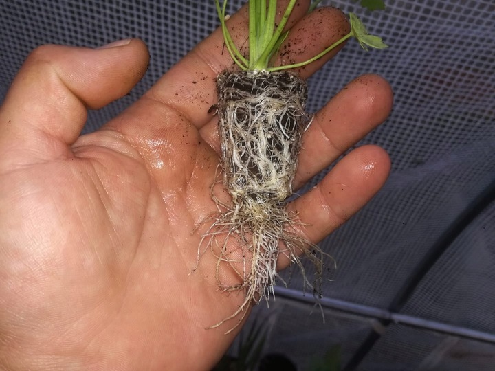 STYMULATOR DO WARZYW GUMISIL TRICHODERMA ROZSADY! EKO NAWÓZ BIOLOGICZNY TOP