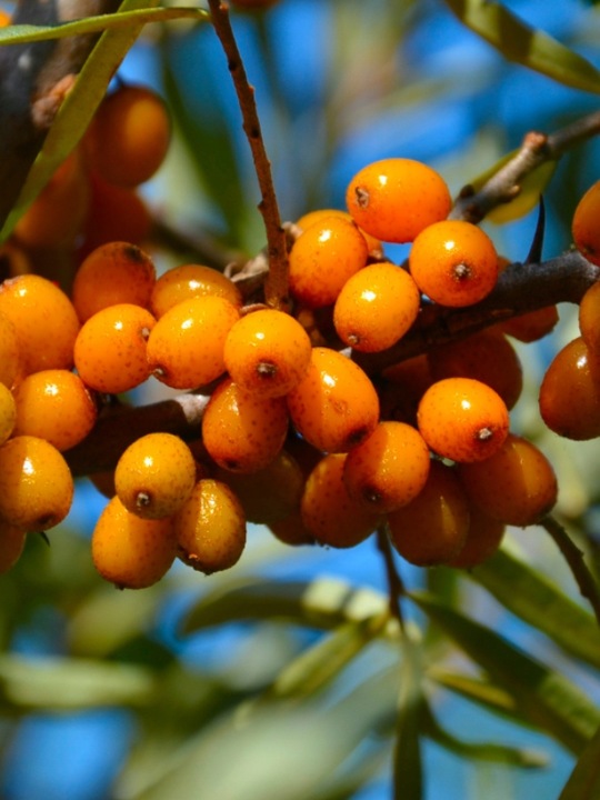 Sok z rokitnika 100% naturalny prozdrowotny 5L