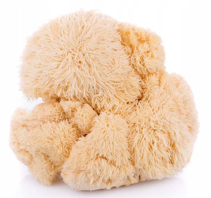 Encann Lion's Mane (Soplówka Jeżowata) + Reishi w płynie ekstrakt 2x 50 ml