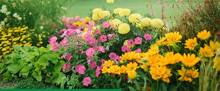 ROSAHUMUS 1kg nawóz organiczny kwasy humusowe POTAS POPRAWIA JAKOŚĆ GLEBY