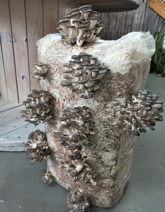 GRZYBNIA BOCZNIAKA DUŻY BALOT kostka około 15kg