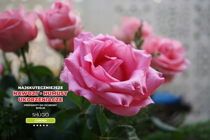 Nawóz do Róż 5 kg SHUGO