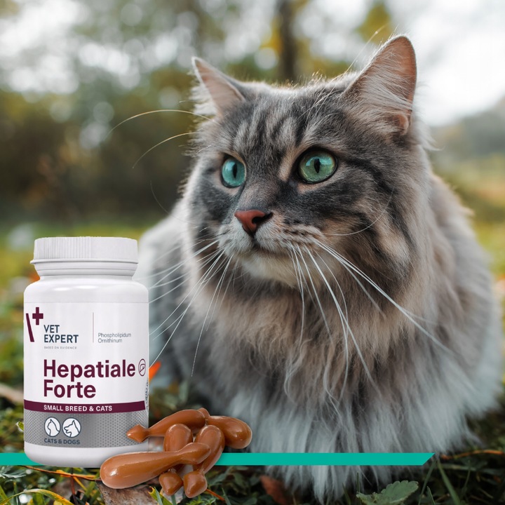 Suplement dla psów kotów wsparcie wątroby Vet Expert Vet Hepatiale 40 kaps