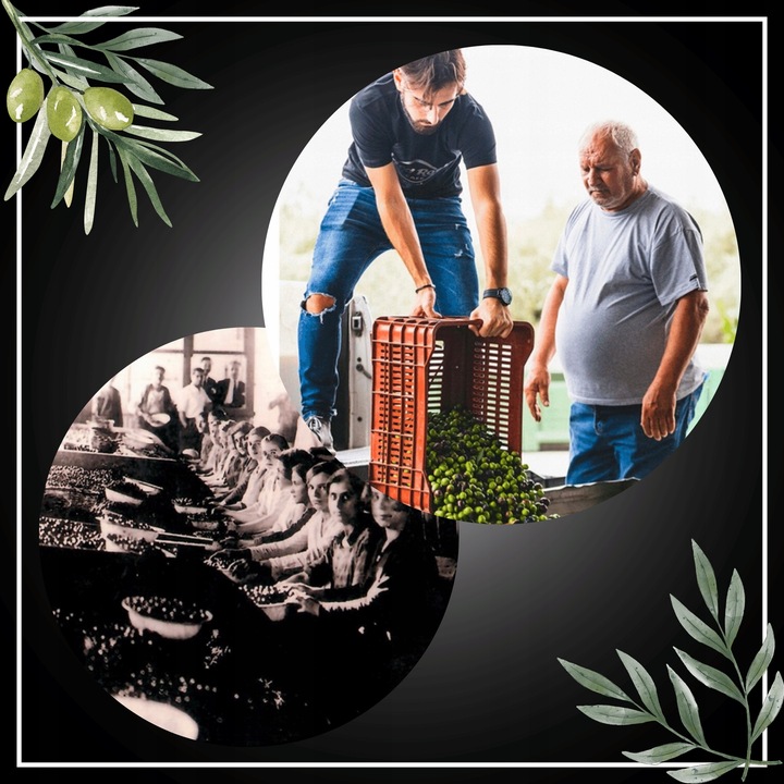 Oliwa z Oliwek GRECKA Extra Virgin 3l NIEFILTROWANA jakość ŚWIEŻY ZB. 24/25