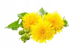 BERBERYNA HCL niski poziom cukru glukozy - odchudzanie - Amix Berberine HCL