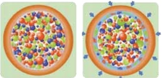 Nawów NA LATO do TRAWY BARENBRUG UNIVERSAL 5 KG