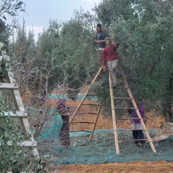 Oliwa z oliwek Demeter extra virgin Z Tunezji Méditerroir 500 ml