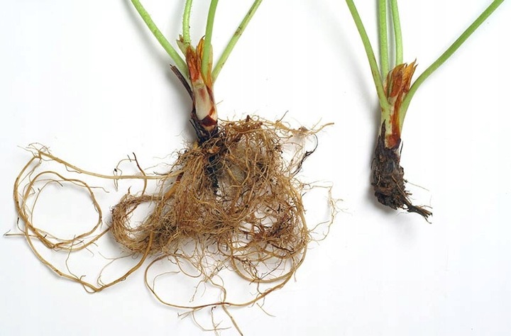 Agrecol Mospilan 20 SP 20g