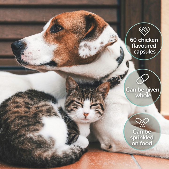 Protexin Cobalaplex 60 kapsułek, Witaminy B9, B12, Prepiotyk