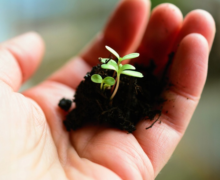 Kwas Fulwowy DETOXINE przyswajanie witamin 200ml.