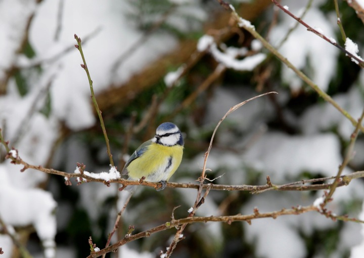 KARMNIKI DLA PTAKÓW PLASTIKOWE KARMNIK WISZĄCY DO KARMY I SŁONECZNIKA