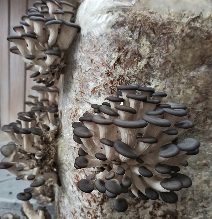 GRZYBNIA BOCZNIAKA DUŻY BALOT kostka około 15kg