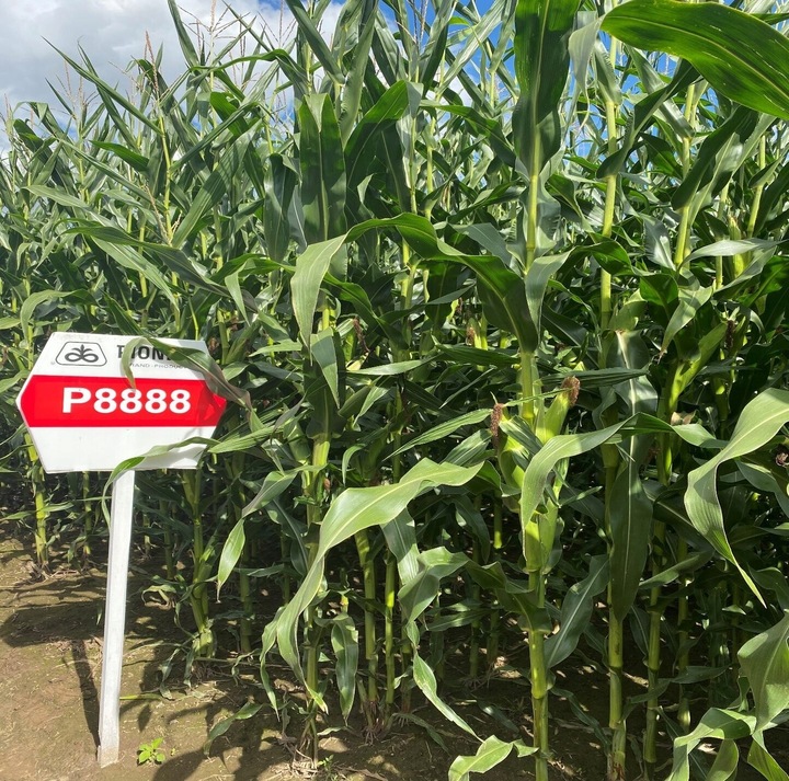 KUKURYDZA GNIECIONA walcowana pasza dla kur niosek, kaczek 20