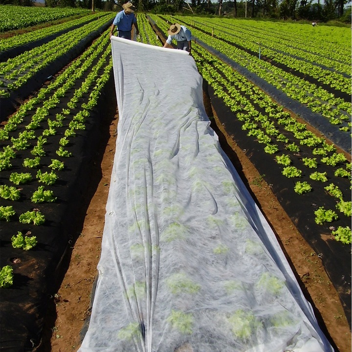 Agrowłóknina biała otulina okryciowa HEVA 1,6x50m 17g wiosenna zimowa UV2%