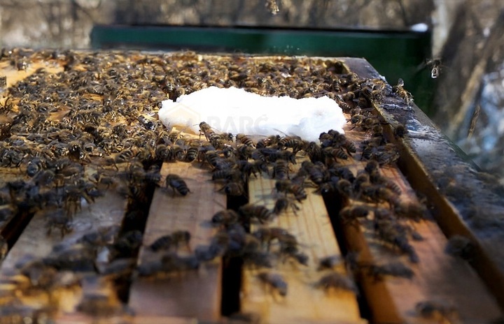 Ciasto Apifonda do wiosennego podkarmiania 12sztx1kg DŁUGI TERMIN sudzucker