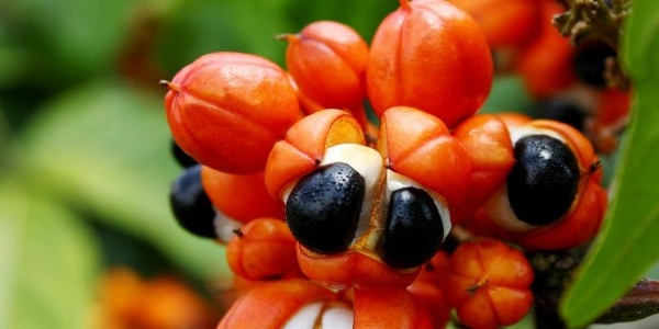 3 x GRINDAY SHAPE UP | WSPARCIE ODCHUDZANIA | HAMOWANIE APETYTU | ROŚLINNY