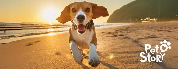 PRO FLEX Smycz AUTOMATYCZNA TAŚMA dla DUŻEGO PSA do 50kg 5m L