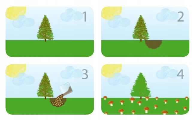 Grzybnia Borowik szlachetny + Kurka pieprznik