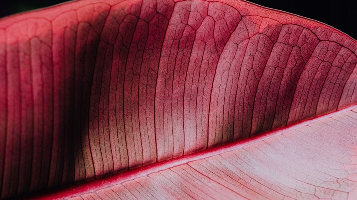 Proton Labs Cyclo 6 FORTE żylaki pajączki hemoroidy