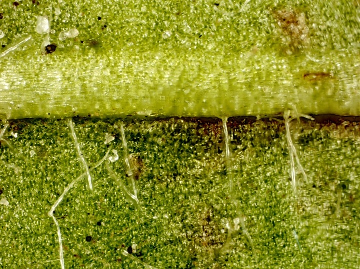 Mikroskop dla dziecka Delta Optical Biolight 300