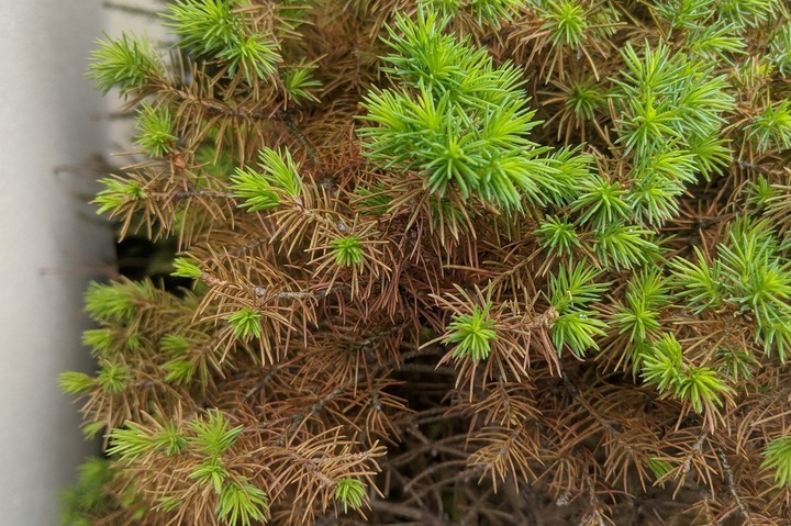 Nawóz przeciw brązowieniu 5kg AMPOL