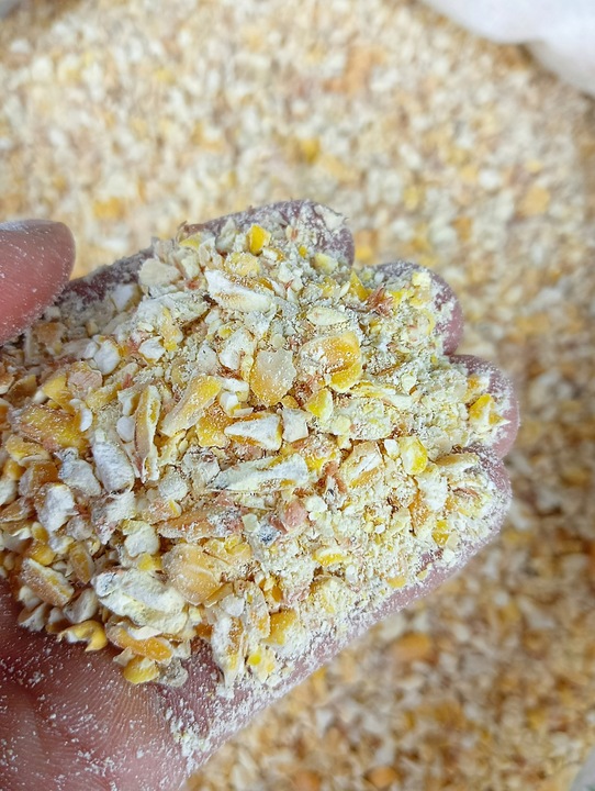 KUKURYDZA GRUBO MIELONA 25kg dla kur, gołębi, kaczek. CZYSTE ZIARNO