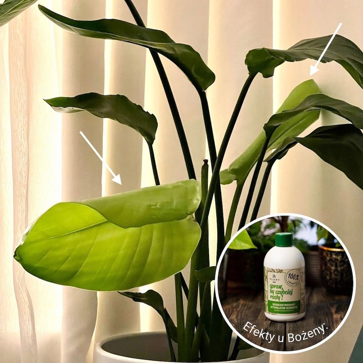 Spraw, by szybciej rosły 500 ml | Plant lover| stymulator wzrostu do roślin