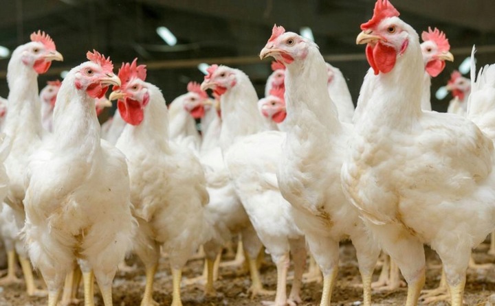 Witaminy dla KUR NIOSEK 10kg Witaminy i Mikroelementy dla Drobiu CHICK