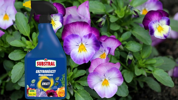 SAPROL GRZYBOBÓJCZY środek KWIATY: ZWALCZA CHRONI