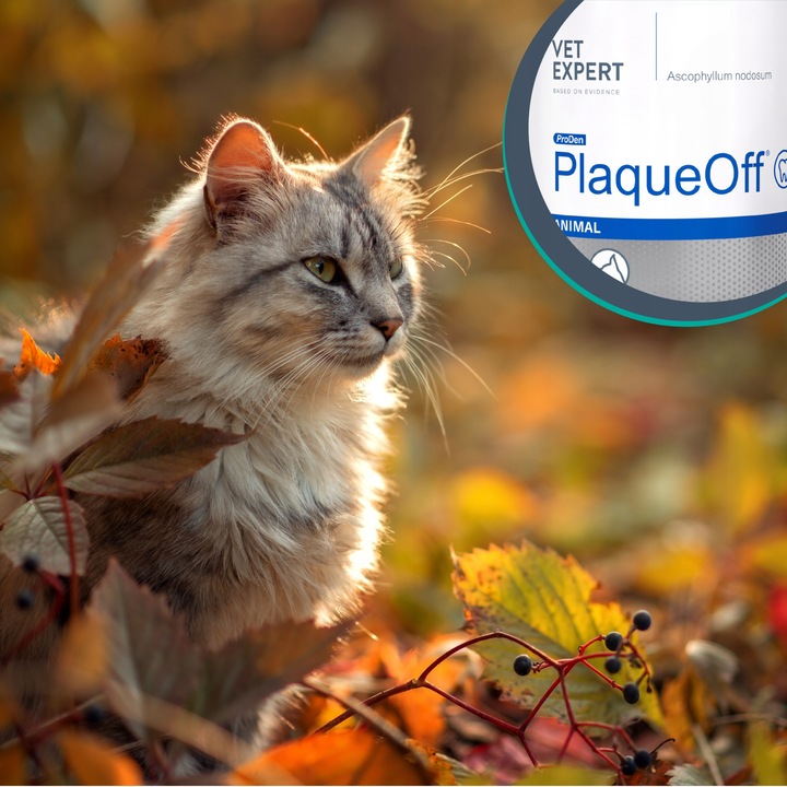 Proszek do ZĘBÓW preparat dla psów i kotów kamień VET EXPERT PLAQUE OFF 40g