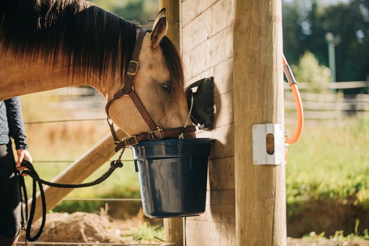 WYSŁODKI BURACZANE Niemelasowane suche 20kg dla KONIA OWIEC ALPAK