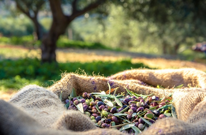 Pysis doskonała i zdrowa GRECKA oliwa z oliwek 0,2% 1L data aż do 02/26