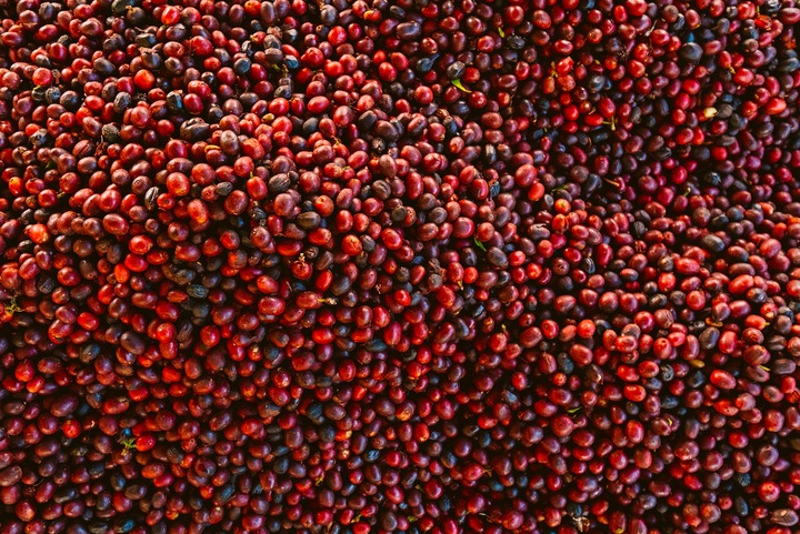 Kawa ZIARNISTA DO EKSPRESU Świeżo palona 100% Arabica BRAZYLIA+PAPUA 2X1KG