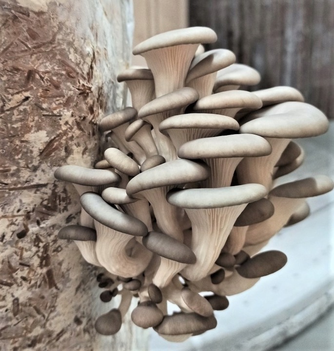 GRZYBNIA BOCZNIAKA DUŻY BALOT kostka około 15kg