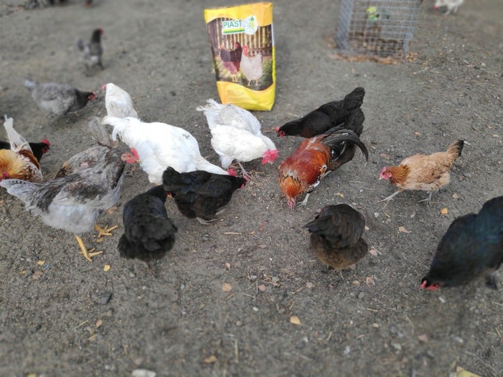 Pasza dla kur niosek GRANULOWANA Piast Pasza dla niosek pełnoporcjowa 25 kg