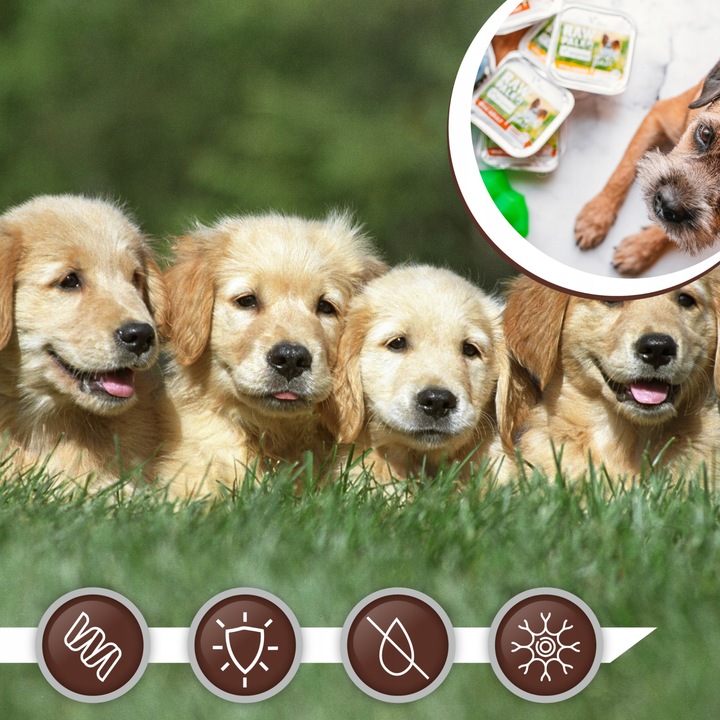 Mokra karma dla szczeniąt małych ras indyk Raw Paleo Pate 12 x 150 g