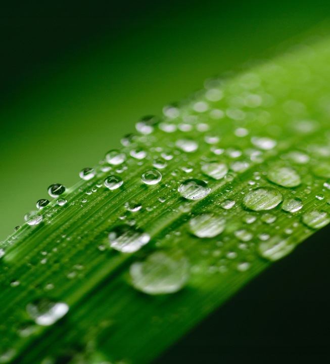 Kwas Fulwowy DETOXINE przyswajanie witamin 200ml.