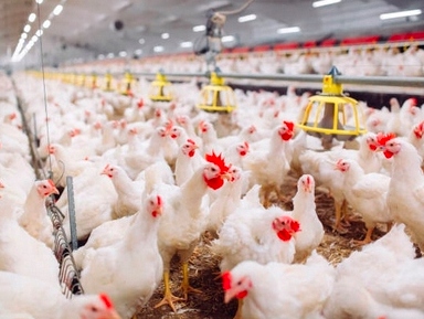 ZIEMIA OKRZEMKOWA dla Kur DIATOMIT 2x10 kg Choroby Ptaszyniec Pasożyty