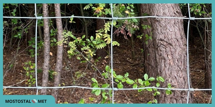 SIATKA LEŚNA ogrodzeniowa 180/19/10L 25mb oczka KWADRATY 10x10 GĘSTA gratis