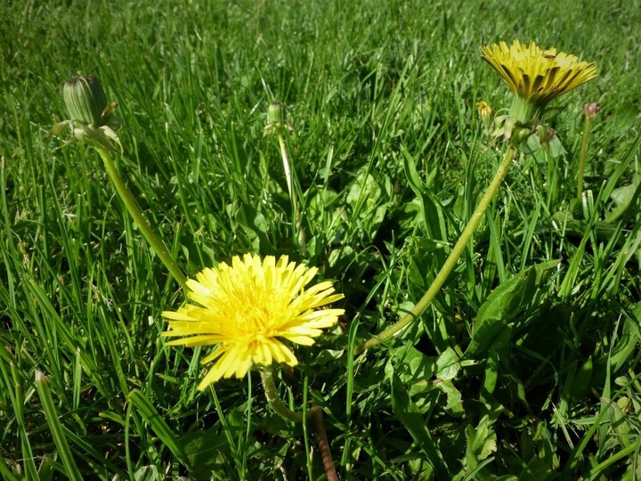 Chwastox Complex 260 EW 1L