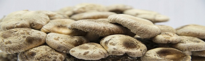 Grzybnia SHIITAKE Twardziak jadalny podłoże