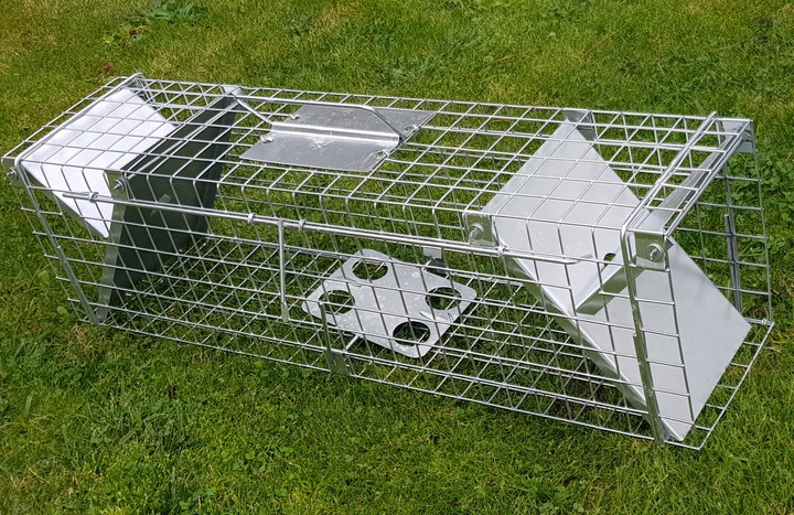 żywołapka pułapka na szczury gryzonie szczurołapka