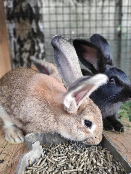 Pasza karma KRÓLIK TUCZ granulat 25kg PIAST