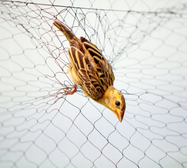 MOCNA SIATKA przeciw PTAKOM na BALKON na Drzewka Wolierę 7,5 x 7,5 m