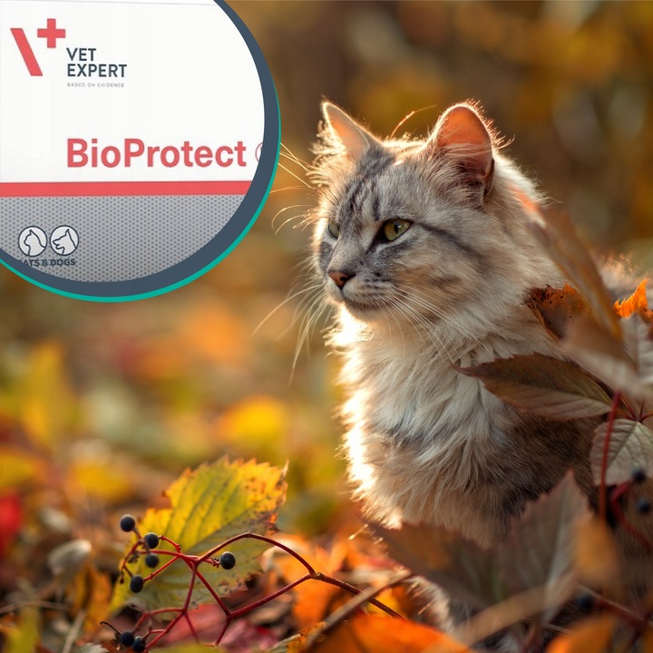 Probiotyk dla psów i kotów na biegunkę Vet Expert Bioprotect 60 kapsułek