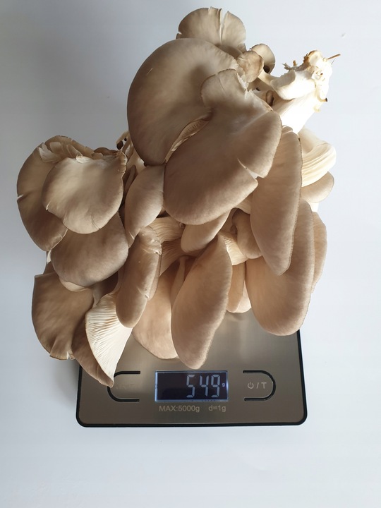 Grzybnia do uprawy domowej boczniak ostrygowaty