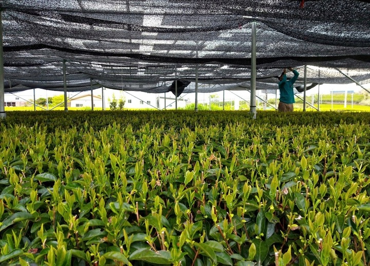 Zestaw Do Herbaty Matcha Japoński Bio 100 g z Miotełką Chasen Bambusową Kot