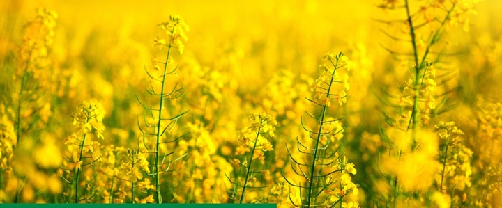 ROSAHUMUS 1kg nawóz organiczny kwasy humusowe POTAS POPRAWIA JAKOŚĆ GLEBY