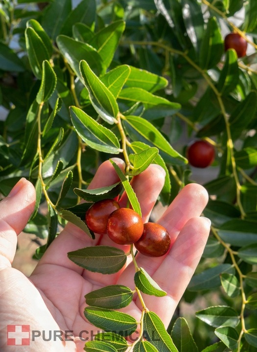 OLEJ JOJOBA NATURALNY TŁOCZONY NA ZIMNO NIERAFINOWANY 100ml SKÓRY I WŁOSÓW
