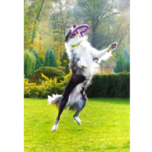 Szarpak dla psa PULLER Midi 19,5 cm - zabawka 2 ringi dla średnich ras psów